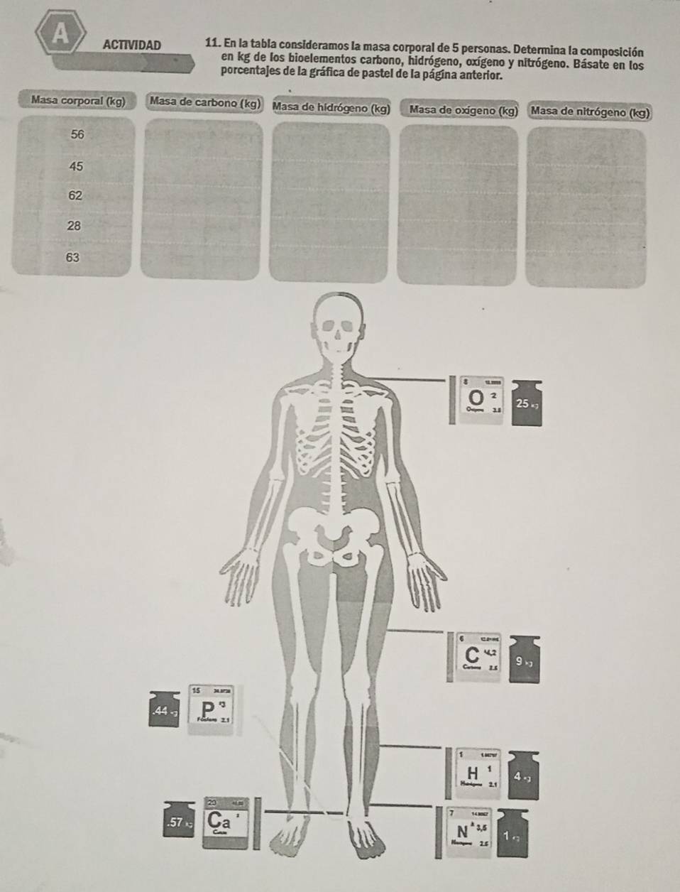 A ACTIVIDAD 11. En la tabla consideramos la masa corporal de 5 personas. Determina la composición
en kg de los bioelementos carbono, hidrógeno, oxígeno y nitrógeno. Básate en los
porcentajes de la gráfica de pastel de la página anterior.
Masa corporal (kg) Masa de carbono (kg) Masa de hidrógeno (kg) Masa de oxígeno (kg) Masa de nitrógeno (kg)
56
45
62
28
63