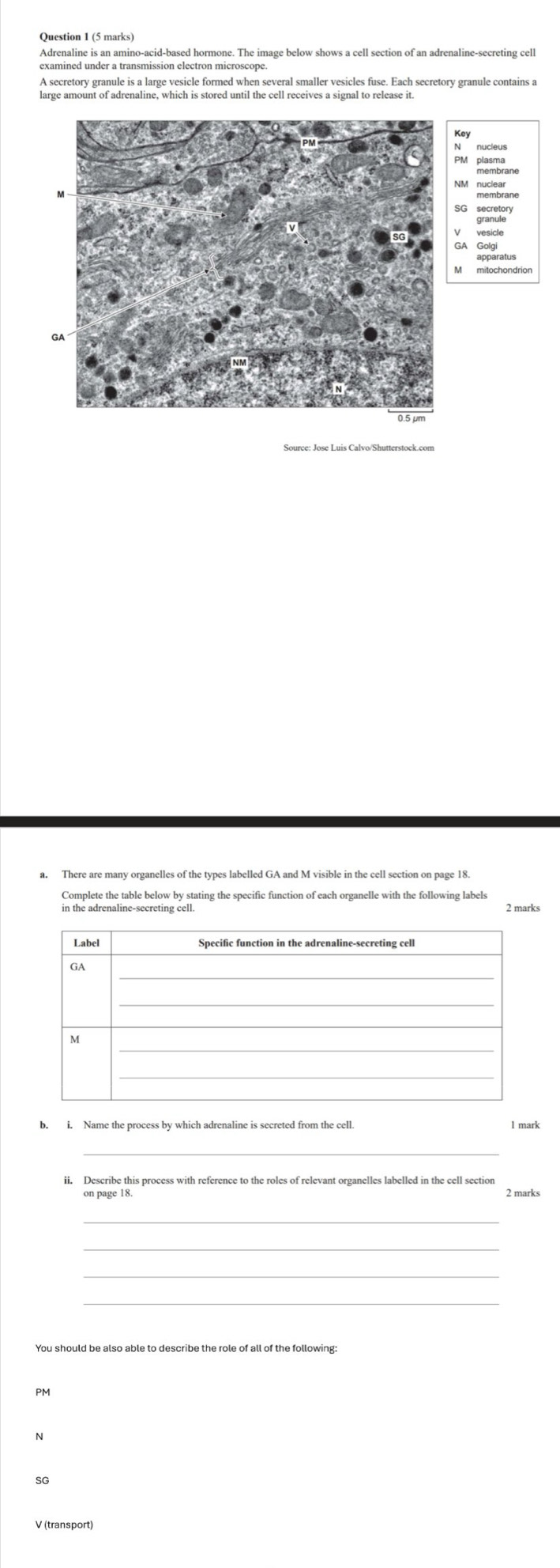 Adrenaline is an amino-acid-based hormone. The image below shows a cell section of an adrenaline-secreting cell 
examined under a transmission electron microscope. 
A secretory granule is a large vesicle formed when several smaller vesicles fuse. Each secretory granule contains a 
large amount of adrenaline, which is stored until the cell receives a signal to release it. 
N nucleus 
PM plasma 
NM nuclear 
mbrane 
secretory 
vesicle 
aratus 
ochondrion 
Source: Jose Luis Calvo/Shutterstock.com 
a. There are many organelles of the types labelled GA and M visible in the cell section on page 18. 
Complete the table below by stating the specific function of each organelle with the following labels 
in the adrenaline-secreting cell. 2 marks 
b. i. Name the process by which adrenaline is secreted from the cell l mark 
ii. Describe this process with reference to the roles of relevant organelles labelled in the cell section 
on page 18 2 marks 
_ 
_ 
_ 
N 
SG 
V (transport)