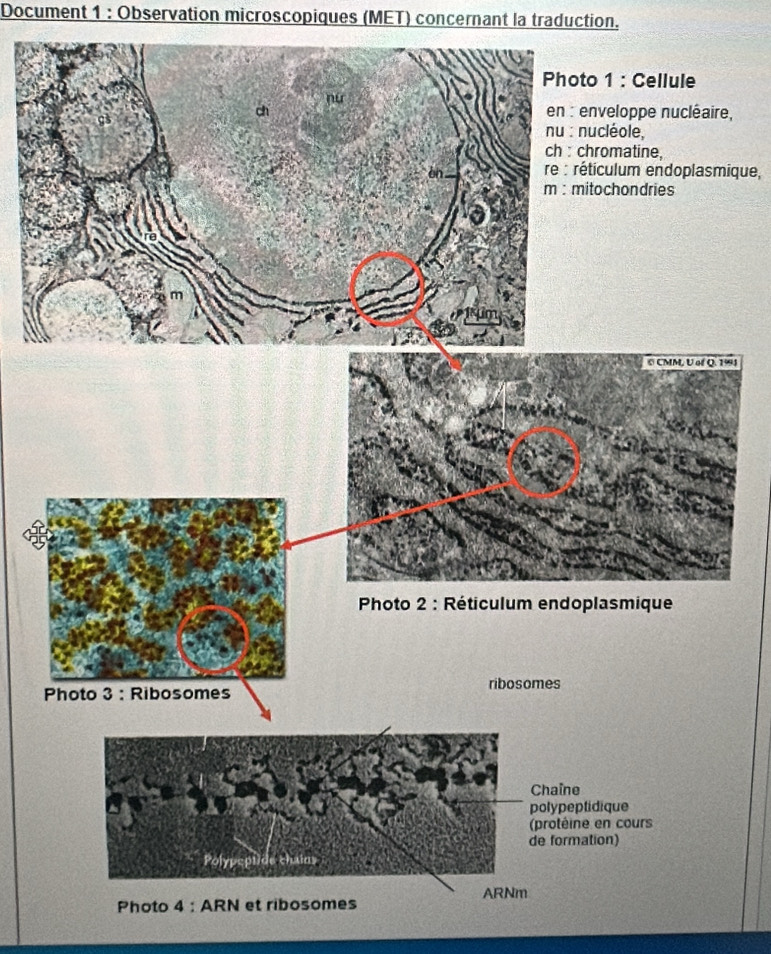 Document 1 : Observation microscopiques (MET) concernant la traduction.
o 1 : Cellule
nveloppe nucléaire,
ucléole,
romatine,
ticulum endoplasmique,
tochondries