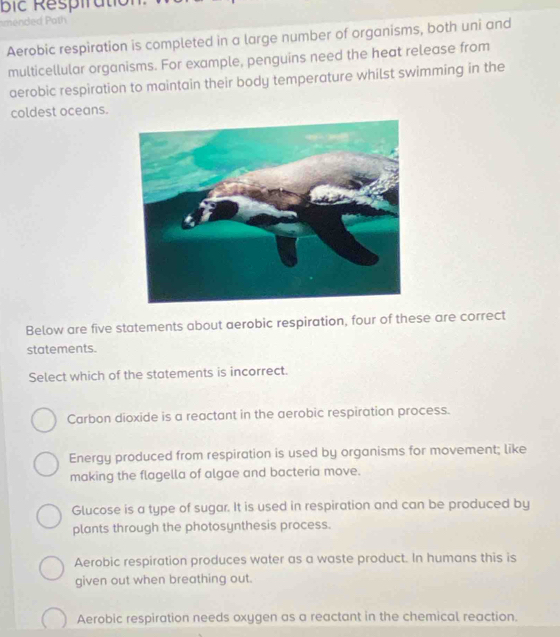 bic Respiration
mended Path
Aerobic respiration is completed in a large number of organisms, both uni and
multicellular organisms. For example, penguins need the heat release from
aerobic respiration to maintain their body temperature whilst swimming in the
coldest oceans.
Below are five statements about aerobic respiration, four of these are correct
statements.
Select which of the statements is incorrect.
Carbon dioxide is a reactant in the aerobic respiration process.
Energy produced from respiration is used by organisms for movement; like
making the flagella of algae and bacteria move.
Glucose is a type of sugar. It is used in respiration and can be produced by
plants through the photosynthesis process.
Aerobic respiration produces water as a waste product. In humans this is
given out when breathing out.
Aerobic respiration needs oxygen as a reactant in the chemical reaction.