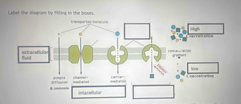 Label the diagram by filling in the boxes.