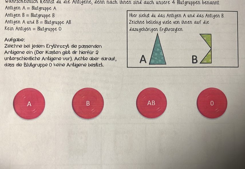 Währscheinlich kennst du die Äntigene, denn nach ihnen sind auch unsere 4 Blutgruppen benannt: 
Antigen A= Blutgruppe A 
Antigen B= Blutgruppe B Hier siehst du das Antigen A und das Antigen B. 
Antigen A und B= Blutgruppe AB Zeichne beliebig viele von ihnen auf die 
Kein Antigen = Blutgruppe O dazugehörigen Erythrozyten. 
Aufgabe: 
Zeichne bei jedem Erythrozyt die passenden 
Antigene ein (Der Kasten gibt dir hierfür 2 
unterschiedliche Antigene vor). Achte aber darauf, A B 
dass die Blutgruppe ( keine Antigene besitzt. 
A 
B
AB
0