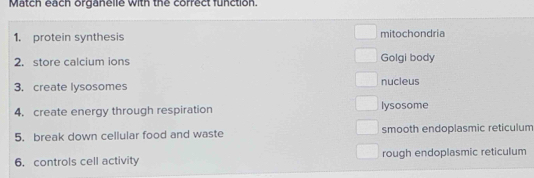 Match each organelle with the correct function.
1. protein synthesis mitochondria
2. store calcium ions Golgi body
3. create lysosomes nucleus
4. create energy through respiration lysosome
5. break down cellular food and waste smooth endoplasmic reticulum
6. controls cell activity rough endoplasmic reticulum