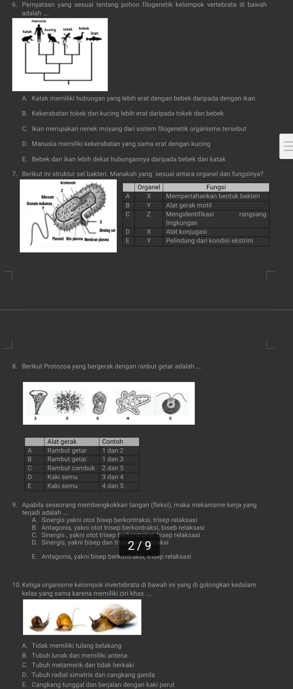 Pernyataan yang sesuai tentang pohon filogenetik kelompok vertebrata di bawah
adalah ....
A. Katak memiliki hubungan yang lebih erat dengan bebek daripada dengan ikan
B. Kekerabatan tokek dan kucing lebih erat daripada tokek dan bebek
C. Ikan merupakan nenek moyang dari sistem filogenetik organisme tersebut
D. Manusia memiliki kekerabatan yang sama erat dengan kucing
E. Bebek dan ikan lebih dekat hubungannya daripada bebek dan katak
7. Berikut ini struktur sel bakteri. Manakah yang sesuai antara organel dan fungsinya?
 
8. Berikut Protozoa yang bergerak dengan ranbut getar adalah ....
9. Apabila seseorang membengkokkan tangan (fleksi), maka mekanisme kerja yang
terjadi adalah ....
A. Sinergis yakni otot bisep berkontraksi, trisep relaksasi
B. Antagonis, yakni otot trisep berkontraksi, biseb relaksasi
C. Sinergis , yakni otot trisep berkontraksi, bisep relaksasi
D. Sinergis, yakni bisep dan tr 2 /  9 aksi
E. Antagonis, yakni bisep berkontraksi, trisep relaksasi
10. Ketiga organisme kelompok invertebrata di bawah ini yang di golongkan kedalam
kelas yang sama karena memiliki ciri khas ....
A. Tidak memiliki tulang belakang
B. Tubuh lunak dan memiliki antena
C. Tubuh metamerik dan tidak berkaki
D. Tubuh radial simetris dan cangkang ganda
E. Cangkang tunggal dan berjalan dengan kaki perut