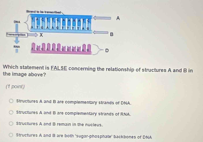 Which statement is FALSE concerning the relationship of structures A and B in
the image above?
(1 point)
Structures A and B are complementary strands of DNA.
Structures A and B are complementary strands of RNA.
Structures A and B remain in the nucleus.
Structures A and B are both 'sugar-phosphate' backbones of DNA