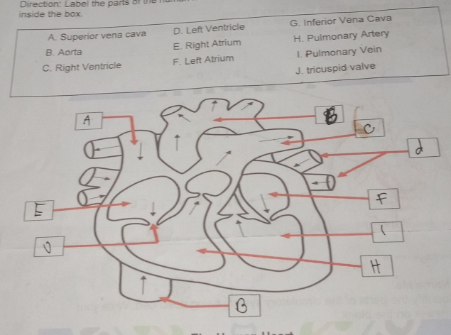 Direction: Label the parts of the
inside the box.
A. Superior vena cava D. Left Ventricle G. Inferior Vena Cava
B. Aorta E. Right Atrium H. Pulmonary Artery
C. Right Ventricle F. Left Atrium I. Pulmonary Vein
J. tricuspid valve