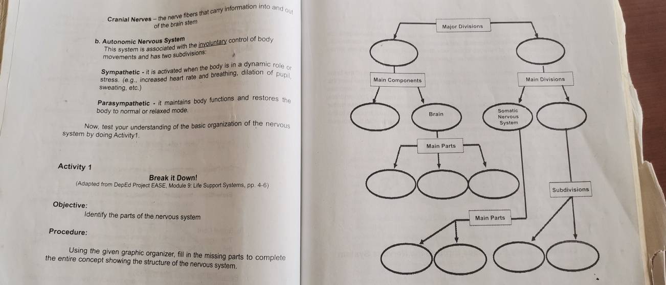 Cranial Nerves - the nerve fibers that carry information into and ou 
of the brain stem 
b. Autonomic Nervous System 
This system is associated with the involuntary control of body 
movements and has two subdivisions: 
Sympathetic - it is activated when the body is in a dynamic role o 
stress. (e.g., increased heart rate and breathing, dilation of pupi 
sweating, etc.) 
Parasympathetic - it maintains body functions and restores the 
body to normal or relaxed mode. 
Now, test your understanding of the basic organization of the nervous 
system by doing Activity1. 
Activity 1 
Break it Down! 
(Adapted from DepEd Project EASE, Module 9: Life Support Systems, pp. 4-6) 
Objective: 
Identify the parts of the nervous system 
Procedure: 
Using the given graphic organizer, fill in the missing parts to complete 
the entire concept showing the structure of the nervous system.