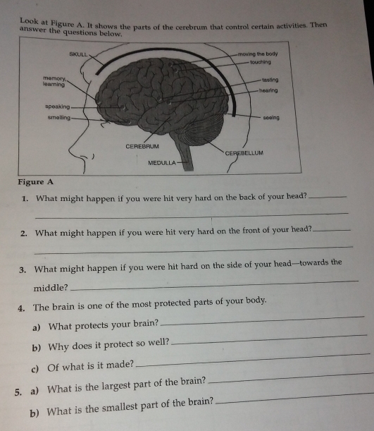 Look at Figure A. It shows the parts of the cerebrum that control certain activities. Then 
answer the questions below. 
1. What might happen if you were hit very hard on the back of your head?_ 
_ 
2. What might happen if you were hit very hard on the front of your head?_ 
_ 
3. What might happen if you were hit hard on the side of your head—towards the 
middle? 
_ 
4. The brain is one of the most protected parts of your body. 
a) What protects your brain? 
_ 
_ 
b) Why does it protect so well? 
_ 
_ 
c) Of what is it made? 
_ 
5. a) What is the largest part of the brain? 
b) What is the smallest part of the brain?