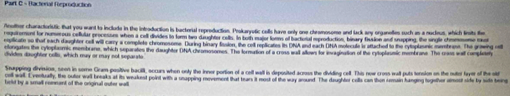 Bacterial Reproduction 
Another charactoristic that you want to include in the introduction is bacterial reproduction. Prokaryotic cells have only one chromosome and lack any organelles such as a nucleus, which limits the 
requirement for numerous cellular processes when a cell divides to form two daughtor cells. In both major forms of bacterial reproduction, binary fission and snapping, the single chmmosome must 
replicate so that each daughter cell will carry a complete chromosome During binary fission, the cell replicates its DNA and each DNA molecule is attached to the cytoplasmic membrane. The grawing o 
elongates the cytoplasmic membrane, which separates the daughter DNA chromosomes. The formation of a cross wall allows for invagination of the cytoplasmic membrane. The cross wall completer 
divides daughter colls, which may or may not separato 
Shapping division, seen in some Gram-positive bacilli, occurs when only the inner portion of a cell wall is deposited across the dividing cell. This new cross wall puts tension on the outer layer of the old 
cell wall. Eventually, the outer wall breaks at its weakest point with a snapping movement that tears it most of the way around. The daughter colls can then remain hanging together almost side by side being 
leld by a small remnant of the original outer wall