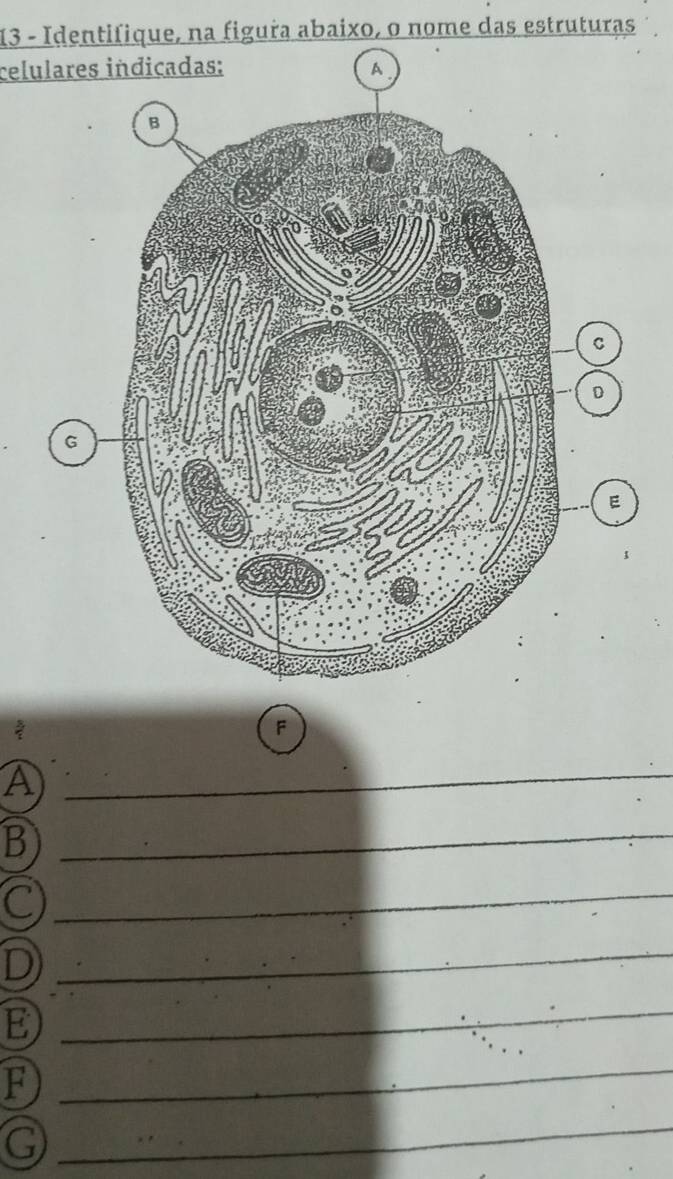 Identifique, na figura abaixo, o nome das estruturas 
celulares
G
2
F
④ 
_ 
_ B
C
_ 
D 
_
E
_
F
_
G
_