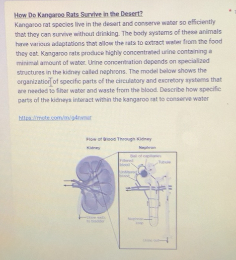 Solved: How Do Kangaroo Rats Survive in the Desert? Kangaroo rat ...