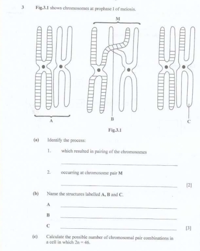 Fig.3.1 shows chromosomes at prophase I of meiosis. 
B 
C 
Fig.3.1 
(a) Identify the process: 
1. which resulted in pairing of the chromosomes 
_ 
2. occurring at chromosome pair M
_[2] 
(b) Name the structures labelled A, B and C. 
A 
_ 
B 
_ 
C 
_ 
[3] 
(e) Calculate the possible number of chromosomal pair combinations in 
a cell in which 2n=46.