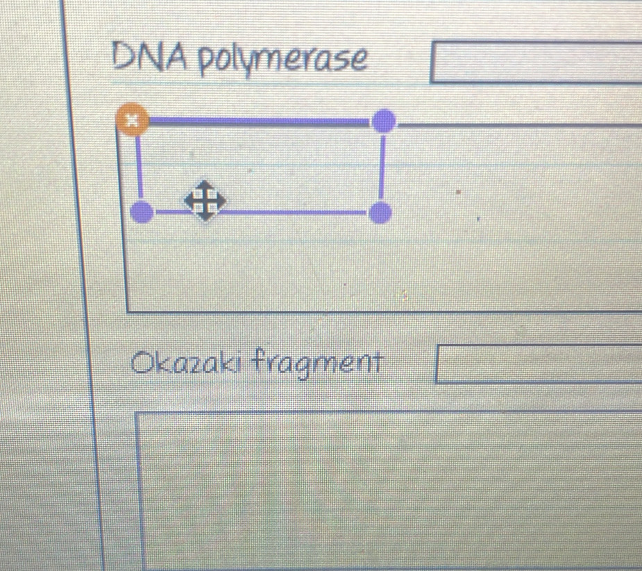 DNA polymerase 
Okazaki fragment