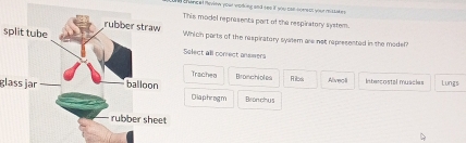 hencel Review your working and see it you cal homess your reistakes
his model represents part of the respiratory syster.
split tubehich ports of the respiratory syatem are not represented in the moder?
elect all conect answers
Trachea Branchioles
glass jar Ris Alveoli Intercostal muscies Lungs
Diaphrogm Bronchys