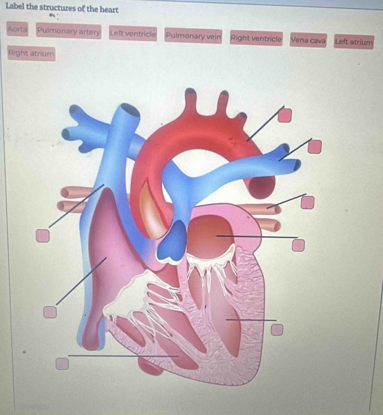 Solved: Label the structures of the heart Aorta Pulmonary artery Left ...
