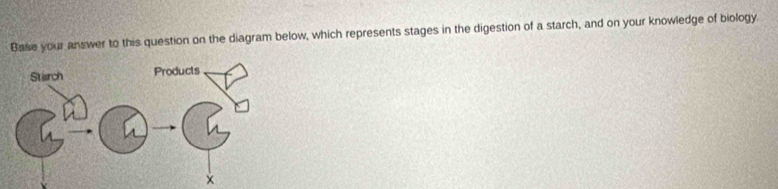 Base your answer to this question on the diagram below, which represents stages in the digestion of a starch, and on your knowledge of biology.