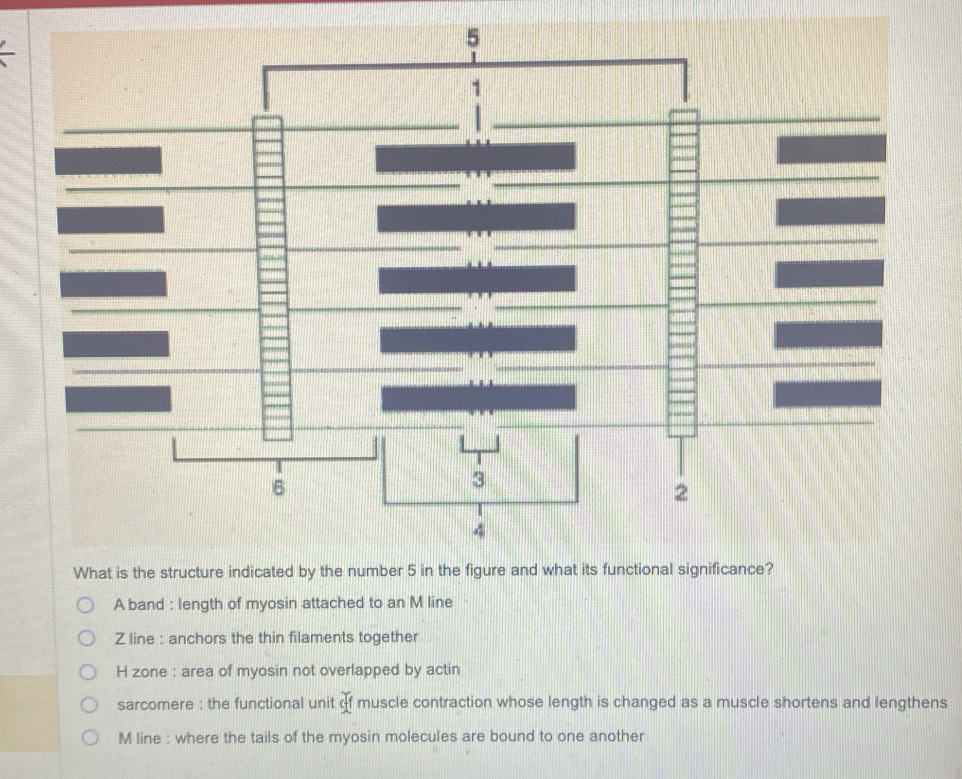 A band : length of myosin attached to an M line
Z line : anchors the thin filaments together
H zone : area of myosin not overlapped by actin
sarcomere : the functional unit cff muscle contraction whose length is changed as a muscle shortens and lengthens
M line : where the tails of the myosin molecules are bound to one another