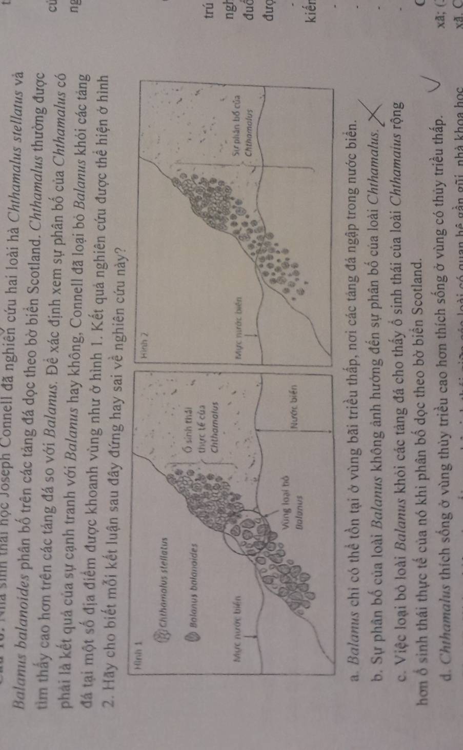 là sinh thái học Joseph Connell đã nghiên cứu hai loài hà Chthamalus stellatus và
Balanus balanoides phân bố trên các tảng đá dọc theo bờ biển Scotland. Chthamalus thường được
tìm thấy cao hơn trên các tảng đá so với Balanus. Đề xác định xem sự phân bố của Chthamalus có
cú
phải là kết quả của sự cạnh tranh với Balanus hay không, Connell đã loại bỏ Balanus khỏi các táng
ng
đá tại một số địa điểm được khoanh vùng như ở hình 1. Kết quả nghiên cứu được thể hiện ở hình
2. Hãy cho biết mỗi kết luận sau đây đứng hay sai về nghiên cứu này?
trú
ngh
đuổ
đượ
kiến
a. Balanus chỉ có thể tồn tại ở vùng bãi triều thấp, nơi các táng đá ngập trong nước biển.
b. Sự phân bố của loài Balanus không ảnh hướng đến sự phân bố của loài Chthamalus.
c. Việc loại bỏ loài Balanus khỏi các tảng đá cho thấy ổ sinh thái của loài Chthamaius rộng
hơn ổ sinh thái thực tế của nó khi phân bố dọc theo bờ biển Scotland. (
d. Chthamalus thích sống ở vùng thủy triều cao hơn thích sống ở vùng có thủy triều thấp. xã; (
guan hệ gần gũi, nhà khoa học xã. C
