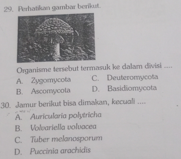 Perhatikan gambar berikut.
Organisme tersebut termasuk ke dalam divisi ....
A. Zygomycota C. Deuteromycota
B. Ascomycota D. Basidiomycota
30. Jamur berikut bisa dimakan, kecuali ....
A. Auricularia polytricha
B. Volvariella volvacea
C. Tuber melanosporum
D. Puccinia arachidis