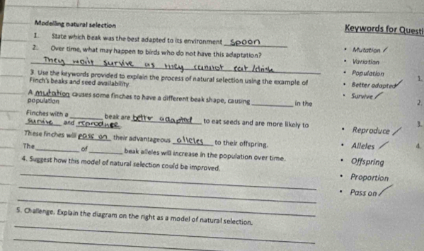 Modelling natural selection 
Keywords for Questi 
I. State which beak was the best adapted to its environment _Mutation / 
2. Over time, what may happen to birds who do not have this adaptation? 
_ 
Variotian 
Population 1. 
3. Use the keywords provided to explain the process of natural selection using the example of Better adapted 
Finch's beaks and seed availability Survive 
_n causes some finches to have a different beak shape, causing in the 
population _2. 
Finches with a __beak are_ to eat seeds and are more likely to Reproduce 
a 
3. 
These finches will 20s_o__ their advantageous_ to their offspring. Alleles 4. 
The _of_ beak alleles will increase in the population over time. Offspring 
_ 
4. Suggest how this model of natural selection could be improved. 
Proportion 
_ 
_ 
Pass on 
_ 
5. Challenge, Explain the diagram on the right as a model of natural selection. 
_