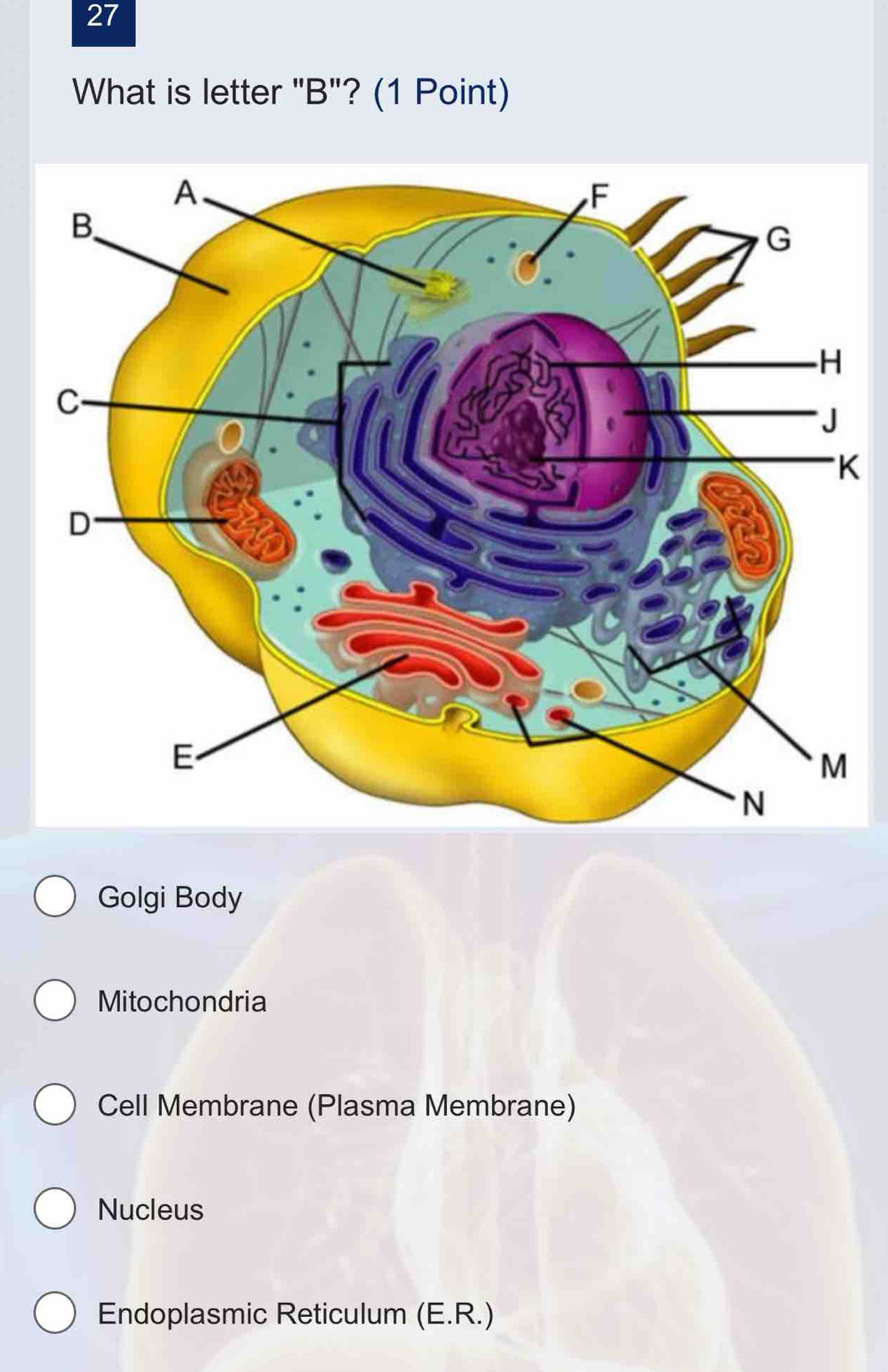 What is letter "B"? (1 Point)
K
Golgi Body
Mitochondria
Cell Membrane (Plasma Membrane)
Nucleus
Endoplasmic Reticulum (E.R.)