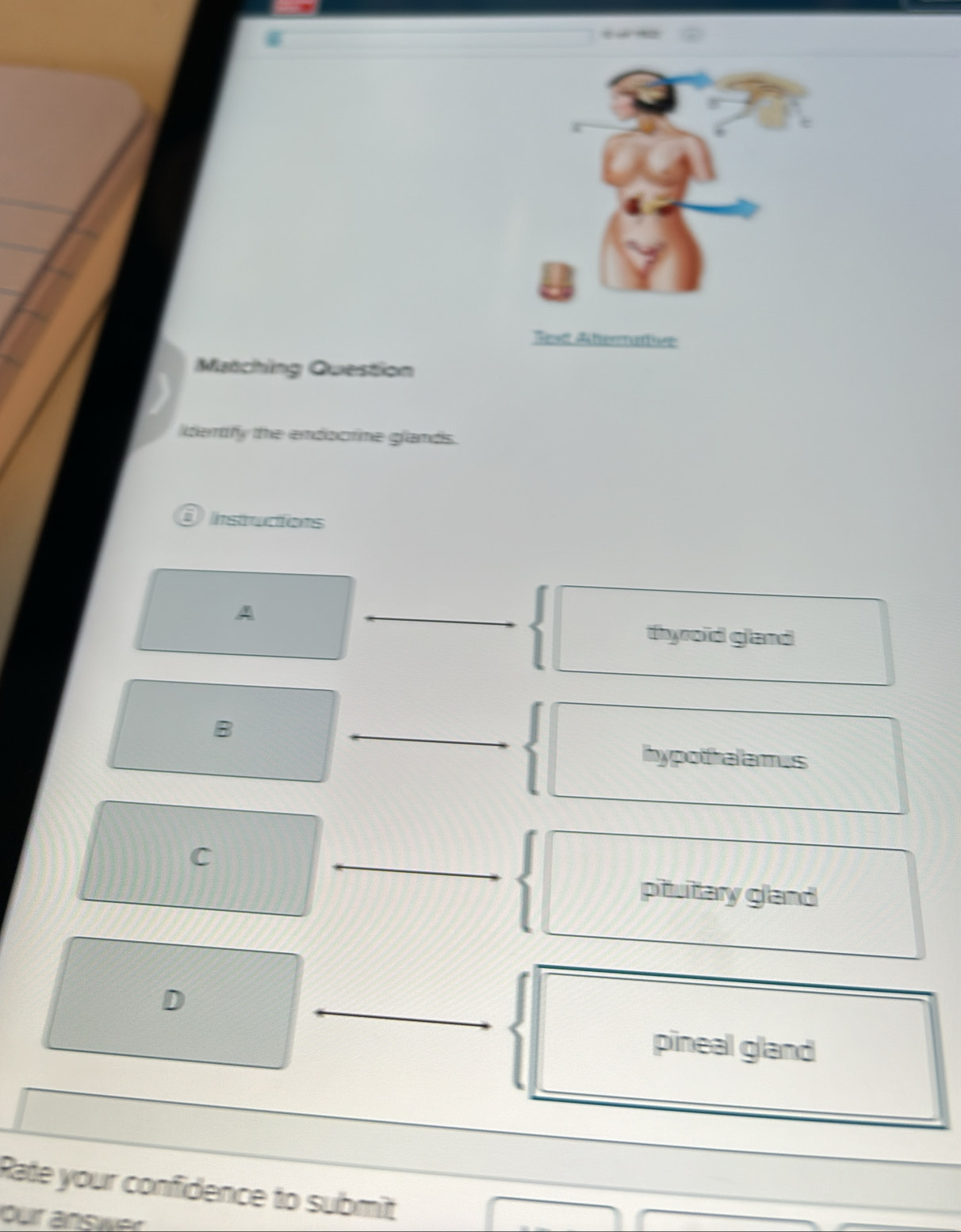 erett Aattennrettion
Matching Question
dentify the endocrine glands.
Onstudions
A
thyroïd gland
B
hypothalamus
C
pituitary gland
D
pineal gland
Rate your confidence to submit
our answer