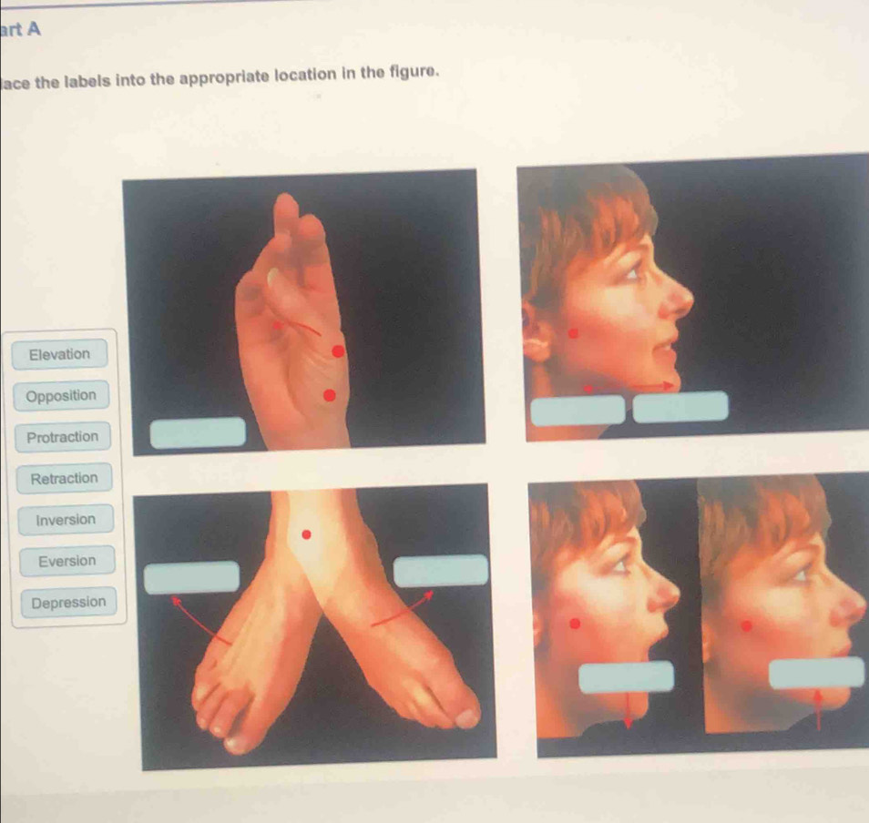 art A
iace the labels into the appropriate location in the figure.
Elevation
Opposition
Protraction
Retraction
Inversion
Eversion
Depression