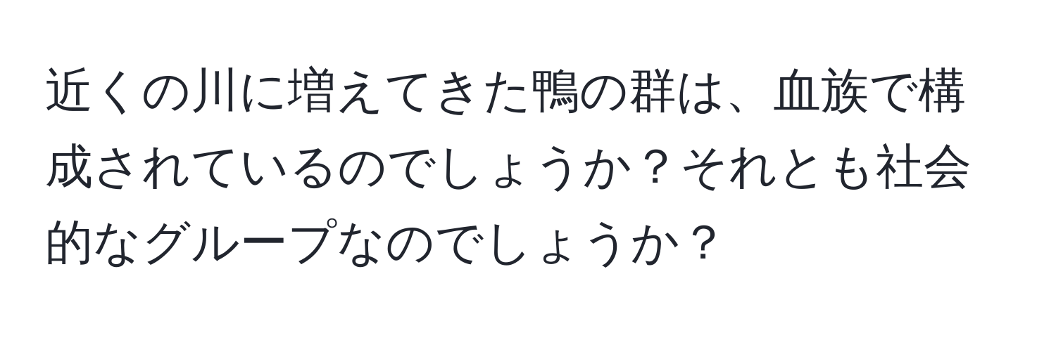 近くの川に増えてきた鴨の群は、血族で構成されているのでしょうか？それとも社会的なグループなのでしょうか？