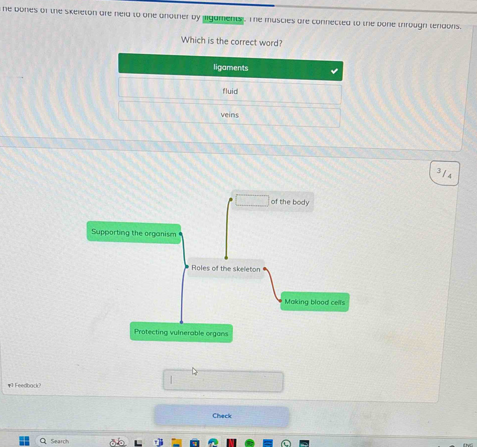 he bones of the skeleton are neid to one another by hgaments . Te muscies are connected to the bone through tendons.
Which is the correct word?
ligaments
fluid
veins
3 / 4
of the body
Supporting the organism
Roles of the skeleton
Making blood cells
Protecting vulnerable organs
1 Feedback?
Check
Search