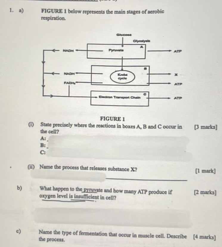 FIGURE 1 below represents the main stages of aerobic 
respiration. 
FIGURE 1 
(i) State precisely where the reactions in boxes A, B and C occur in [3 marks] 
the cell? 
A: 
B: 
_ 
C: 
(ii) Name the process that releases substance X? [1 mark] 
_ 
b) What happen to the pyruvate and how many ATP produce if [2 marks] 
oxygen level is insufficient in cell? 
c) Name the type of fermentation that occur in muscle cell. Describe [4 marks] 
the process.