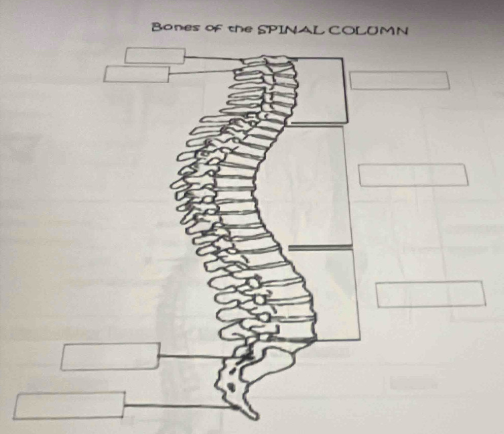 Bones of the SPINAL COLUMN