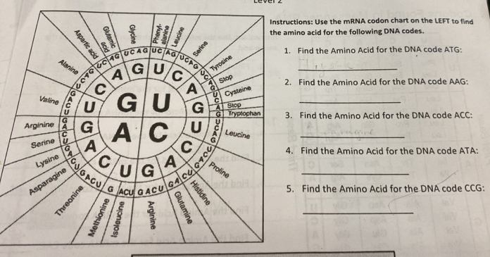 Solved: ions: Use the mRNA codon chart on the LEFT to find no acid for ...