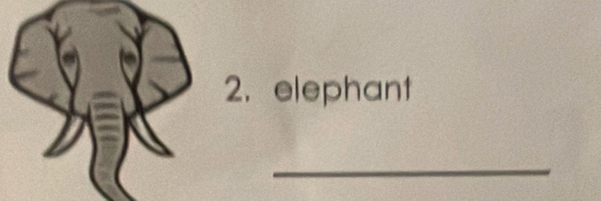 elephant 
_