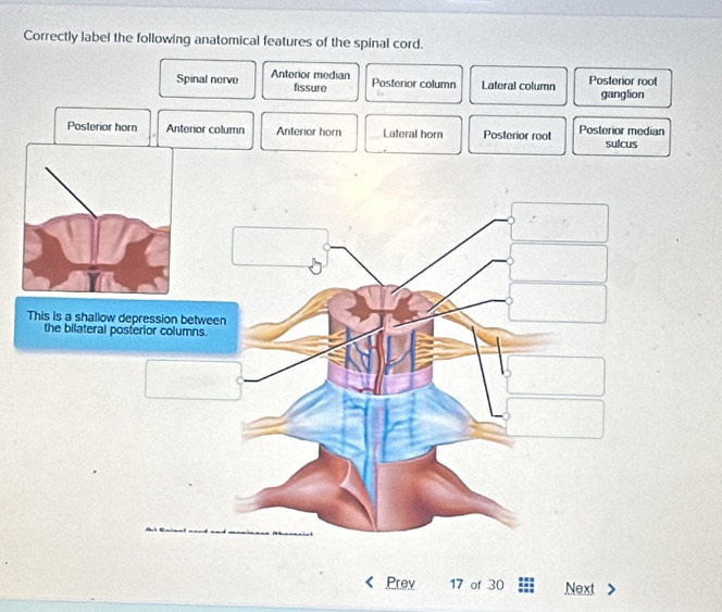 Solved: Correctly label the following anatomical features of the spinal ...