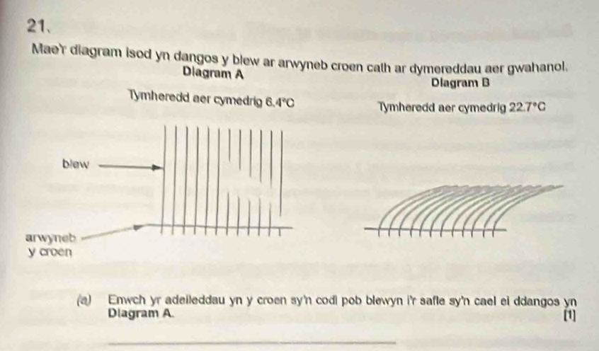 Mae'r diagram isod yn dangos y blew ar arwyneb croen cath ar dymereddau aer gwahanol.
Diagram A
Dlagram B
Tymheredd aer cymedrig 22.7°C
(a) Enwch yr adeileddau yn y croen sy'n codi pob blewyn i'r safle sy'n cael ei ddangos yn
Dlagram A. [1]
_