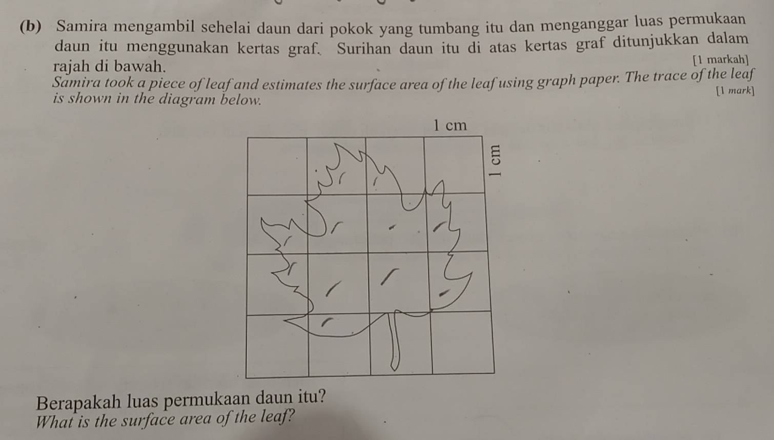 Samira mengambil sehelai daun dari pokok yang tumbang itu dan menganggar luas permukaan 
daun itu menggunakan kertas graf. Surihan daun itu di atas kertas graf ditunjukkan dalam 
rajah di bawah. [1 markah] 
Samira took a piece of leaf and estimates the surface area of the leaf using graph paper. The trace of the leaf 
is shown in the diagram below. [1 mark] 
Berapakah luas permukaan daun itu? 
What is the surface area of the leaf?