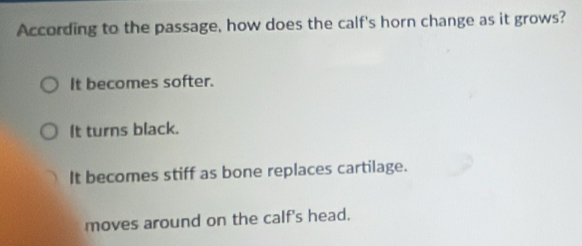 According to the passage, how does the calf's horn change as it grows?
It becomes softer.
It turns black.
It becomes stiff as bone replaces cartilage.
moves around on the calf's head.