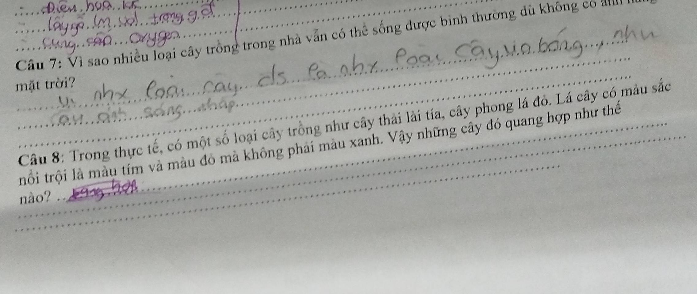 Vì sao nhiều loại cây trồng trong nhà vẫn có thể sống được bình thường dù không co anm 
_ 
_ 
mặt trời? 
_ 
Câu 8: Trong thực tế, có một số loại cây trồng như cây thải lài tía, cây phong lá đỏ. Lá cây có màu sắc 
_trối trội là màu tím và màu đỏ mà không phải màu xanh. Vậy những cây đó quang hợp như thế 
nào?