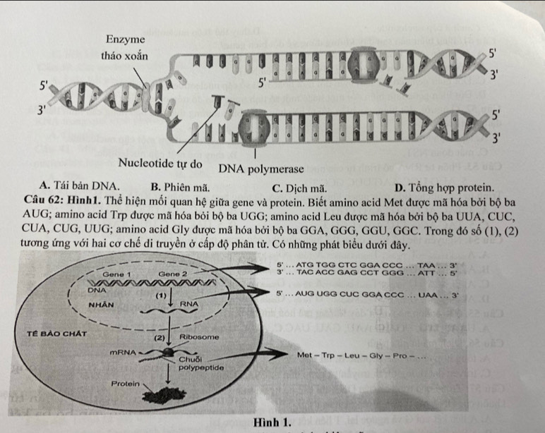 DNA polymerase
A. Tái bản DNA. B. Phiên mã. C. Dịch mã. D. Tổng hợp protein.
Câu 62: Hình1. Thể hiện mối quan hệ giữa gene và protein. Biết amino acid Met được mã hóa bởi bộ ba
AUG; amino acid Trp được mã hóa bỏi bộ ba UGG; amino acid Leu được mã hóa bởi bộ ba UUA, CUC,
CUA, CUG, UUG; amino acid Gly được mã hóa bởi bộ ba GGA, GGG, GGU, GGC. Trong đó số (1), (2)
tương ứng với hai cơ chế di truyền ở cấp độ phân tử. Có những phát biểu dưới đây.
TGG CTC GGA CCC … TAA … 3'
ACC GAG CCT GGG … ATT… 5°
UGG CUC GGA CCC … UAA … 3'
- Trp - Leu - Gly - Pro - . . .
Hình 1.