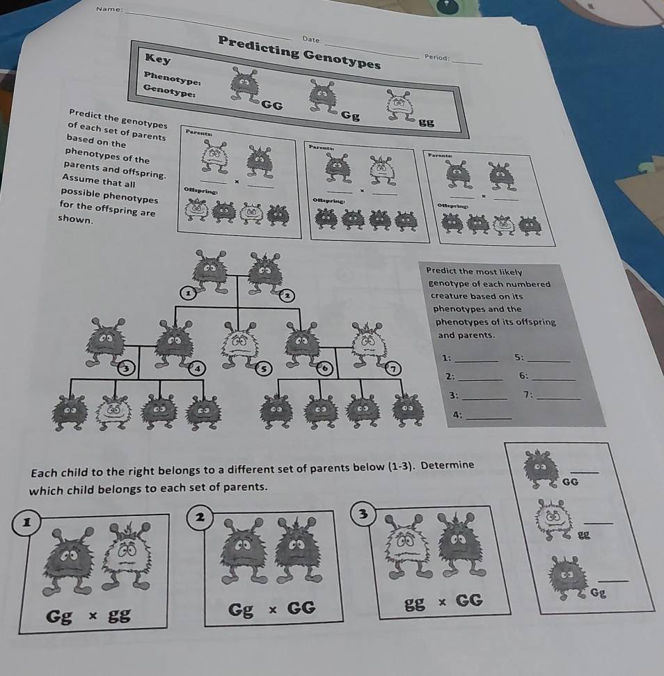 Name: 
_ 
Date: 
Predicting Genotypes 
Key 
_ 
Period: 
Phenotype: 
Genotype: 
GG 
Gg 
gg 
Predict the genotypes Parents Parents 
of each set of parents 
based on the 
phenotypes of the 
Parents 
parents and offspring. x 
Assume that all Ofispring 
_ 
__× 
possible phenotypes 
__K 
Ofspring Ölispring 
for the offspring are 
shown. 
ict the most likely 
otype of each numbered 
ature based on its 
enotypes and the 
enotypes of its offspring 
nd parents. 
: _5;_ 
2:_ 6:_ 
3:_ 7:_ 
4:_ 
Each child to the right belongs to a different set of parents below (1-3). Determine 03 _ 
which child belongs to each set of parents. GG 
_ 
_ 
0 

Gg