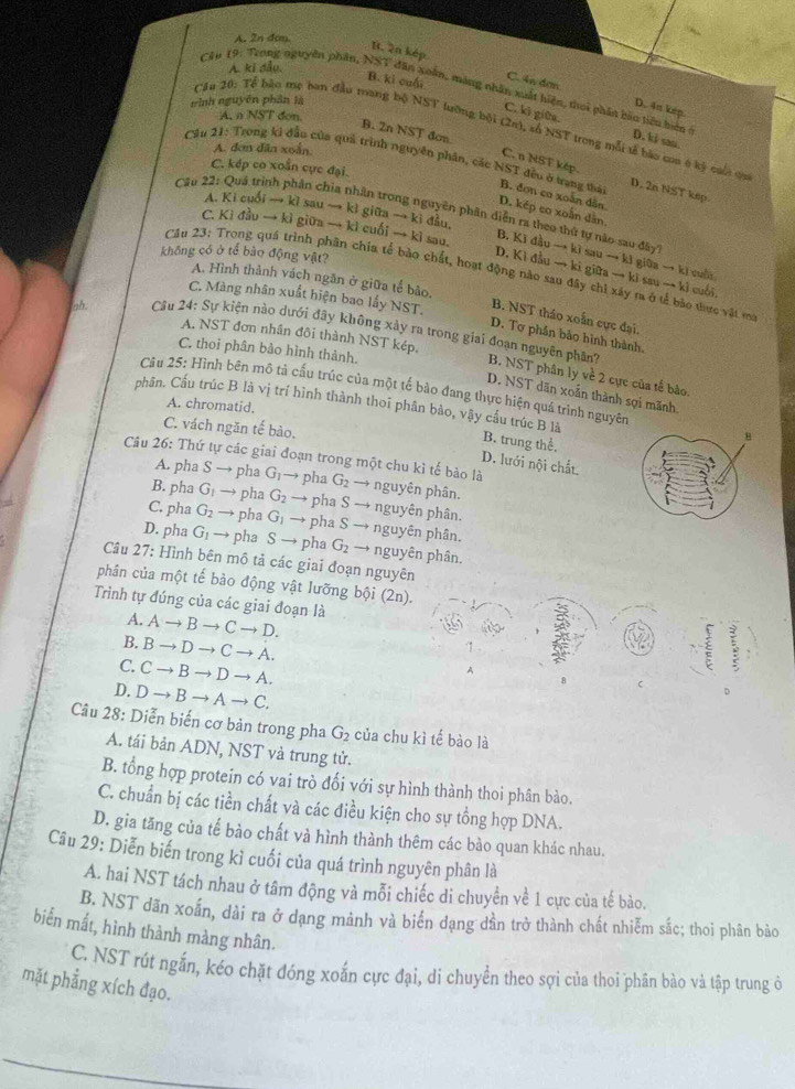 A. 2n dcm
B. 2n kép C. 4n dơn
A. ki đầu.
B. ki cuối
Cập 19: Trong nguyên phân, NST dân xoàn, màng nhân xuất hiện, thei phân bào tiên hiện ở
rrình nguyên phân là
D. 4n kep
A, n NST don.
C. kô giữa. D. ki san.
CAu 20: Tổ bào mẹ ban đầu mang bộ NST tưỡng bội (2π), số NST trong mỗi tế bào coa ở kỷ cuội qa
B. 2n NST đơn
A. đơn dân xoắn
Cầu 21: Trong ki đầu của quả trình nguyên phân, các NST đều ở trang thái
C. kép co xoắn cực đại.
C. n NST kép. D. 2n NST kep
B. đơn co xoắn dân
A. Ki cuối → kì sau → kì giữa → ki đẫu.
D. kép co xoắn dân,
Câu 22: Quá trình phần chia nhân trong nguyên phân diễn ra theo thứ tự nào sau đây
C. Kì đầu → kì giữa → kì cuối to k I sau.
không có ở tế bào động vật?
B. Ki đầu → kì sau → ki giữa → ki cuẩn
D. Kì đầu → ki giữa → ki sau → kỉ cuối
Cầu 23: Trong quá trình phân chia tế bảo chất, hoạt động nào sau đây chi xây ra ở tể bào tưực vật m
A. Hình thành vách ngăn ở giữa tế bảo,
C. Màng nhân xuất hiện bao lấy NST.
B. NST tháo xoấn cực đại.
A. NST đơn nhân đôi thành NST kép,
D. Tơ phần bảo hình thành.
gh.  Câu 24: Sự kiện nào dưới đây không xây ra trong giai đoạn nguyên phân? B. NST phân ly về 2 cực của tế bảo,
C. thoi phân bảo hình thành.
Câu 25: Hình bên mô tả cấu trúc của một tế bảo đang thực hiện quá trình nguyên
D. NST dãn xoắn thành sợi mãnh.
A. chromatid.
phân. Cầu trúc B là vị trí hình thành thoi phân bào, vậy cầu trúc B là B. trung thể.
C. vách ngăn tế bào,
D. lưới nội chất.
Câu 26: Thứ tự các giai đoạn trong một chu kì tế bảo là G_2to nguyên phân.
A. pha S → pha G_1to pha
B. pha G_1 → pha G_2to pha Sto nguyên phân.
C. pha G_2 → pha G_1to pha Sto nguyên phân.
     
D. pha G_1 to pha Sto pha G_2to nguyên phân.
Câu 27: Hình bên mô tả các giai đoạn nguyên
phân của một tế bảo động vật lưỡng bội (2n).
Trình tự đúng của các giai đoạn là
A. Ato Bto Cto D.
B. Bto Dto Cto A.
1
C. Cto Bto Dto A.
A
D. Dto Bto Ato C.

Câu 28: Diễn biến cơ bản trong pha G_2 của chu kì tế bào là
A. tái bản ADN, NST và trung tử.
B. tổng hợp protein có vai trò đối với sự hình thành thoi phân bào.
C. chuẩn bị các tiền chất và các điều kiện cho sự tồng hợp DNA.
D. gia tăng của tế bào chất và hình thành thêm các bào quan khác nhau.
Câu 29: Diễn biến trong kì cuối của quá trình nguyên phân là
A. hai NST tách nhau ở tâm động và mỗi chiếc di chuyển về 1 cực của tế bào.
B. NST dãn xoấn, dài ra ở dạng mảnh và biển dạng dần trở thành chất nhiễm sắc; thoi phân bào
biển mất, hình thành màng nhân.
C. NST rút ngắn, kéo chặt đóng xoắn cực đại, di chuyển theo sợi của thoi phân bào và tập trung ở
mặt phẳng xích đạo.