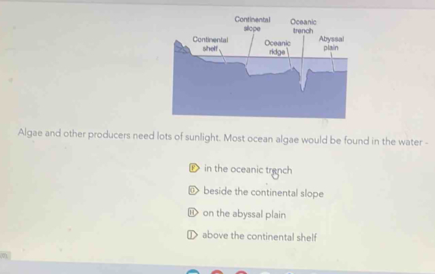 Algae and other producers need lots of sunlight. Most ocean algae would be found in the water -
in the oceanic tranch
@ beside the continental slope
⑪ on the abyssal plain
above the continental shelf
(0)