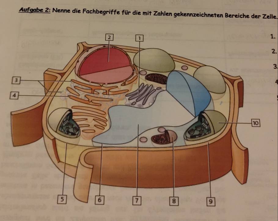 Aufgabe 2: Nenne die Fachbegriffe für die mit Zahlen gekennzeichneten Bereiche der Zelle. 
1. 
2. 
3