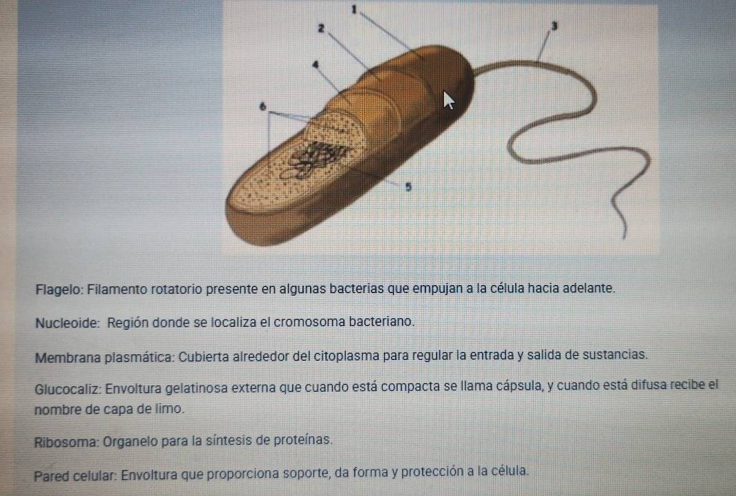 Flagelo: Filamento rotatorio presente en algunas bacterias que empujan a la célula hacia adelante. 
Nucleoide: Región donde se localiza el cromosoma bacteriano. 
Membrana plasmática: Cubierta alrededor del citoplasma para regular la entrada y salida de sustancias. 
Glucocaliz: Envoltura gelatinosa externa que cuando está compacta se llama cápsula, y cuando está difusa recibe el 
nombre de capa de limo. 
Ribosoma: Organelo para la síntesis de proteínas. 
Pared celular: Envoltura que proporciona soporte, da forma y protección a la célula.