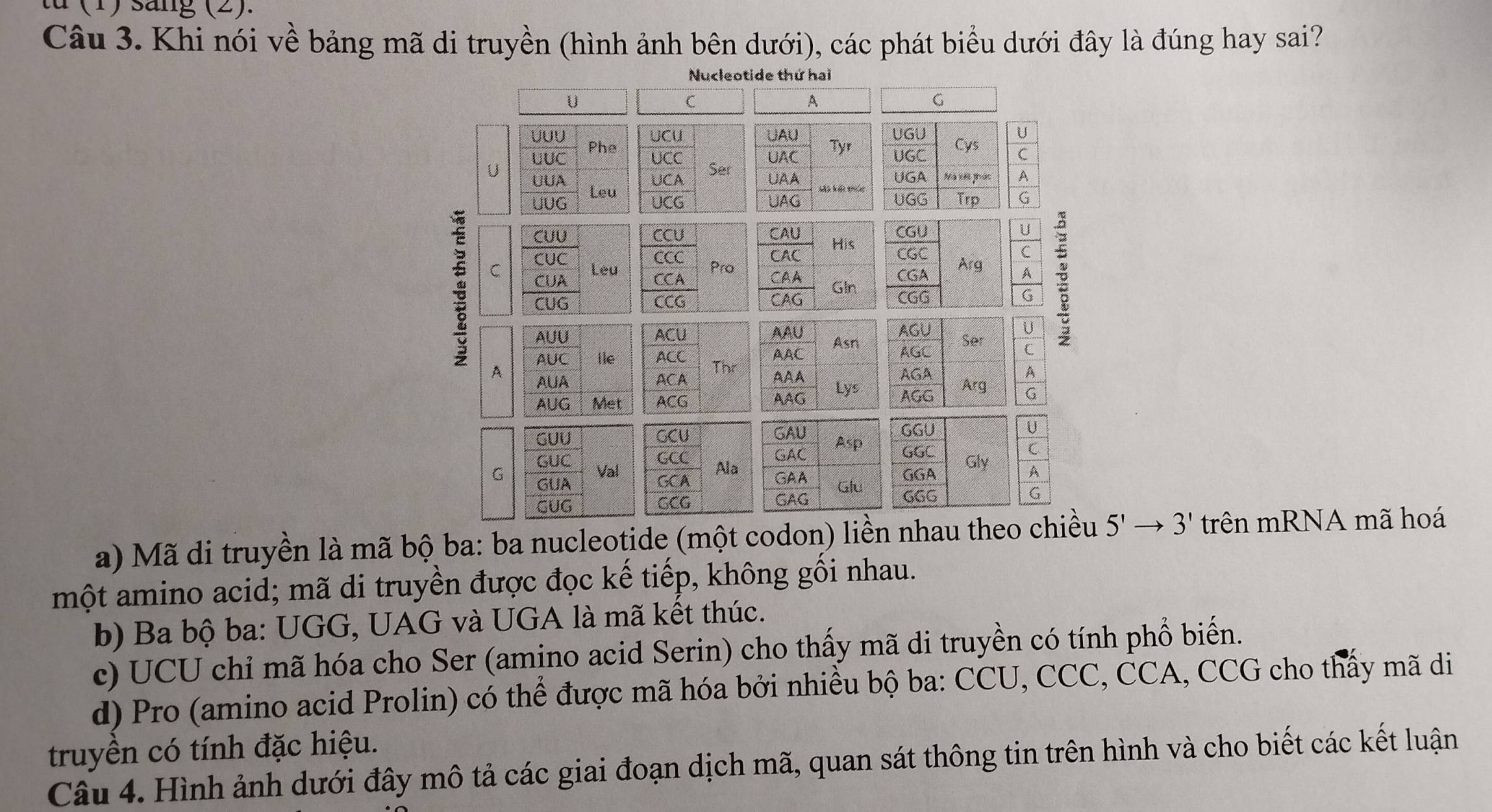 tu (1) sang (2).
Câu 3. Khi nói về bảng mã di truyền (hình ảnh bên dưới), các phát biểu dưới đây là đúng hay sai?
Nucleotide thứ hai
U
C
A
G
uut 
Phe UCU
UOC
UCC
U Ser
□ UA
overline UUG Leu UCA
UCG
U
C beginarrayr CUU CUA CUA CUGendarray Leu
C
A
G
ACU
AGU U
AUU Asn AGC Ser C
A AUC ile ACC AAC
Thr
AUA ACA △ A Lys AGA
A
AUG Met ACG AGG Arg G
AAG
GUU GCU gaU GGU C
As
GCC GAC GGC C
GUC Val Ala GAA Gly
G GUA GCA GGA A
Glu
GUG GCG GAG GGG
a) Mã di truyền là mã bộ ba: ba nucleotide (một codon) liền nhau theo chiều 5'to 3' trên mRNA mã hoá
một amino acid; mã di truyền được đọc kế tiếp, không gối nhau.
b) Ba bộ ba: UGG, UAG và UGA là mã kết thúc.
c) UCU chỉ mã hóa cho Ser (amino acid Serin) cho thấy mã di truyền có tính phổ biến.
d) Pro (amino acid Prolin) có thể được mã hóa bởi nhiều bộ ba: CCU, CCC, CCA, CCG cho thấy mã di
truyền có tính đặc hiệu.
Câu 4. Hình ảnh dưới đây mô tả các giai đoạn dịch mã, quan sát thông tin trên hình và cho biết các kết luận