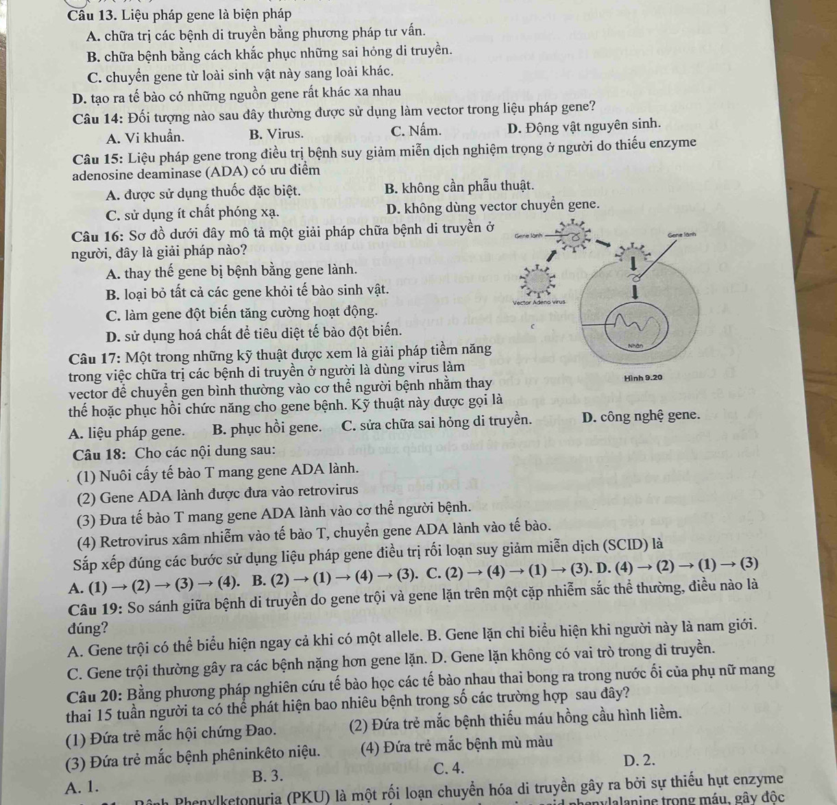 Cầu 13. Liệu pháp gene là biện pháp
A. chữa trị các bệnh di truyền bằng phương pháp tư vấn.
B. chữa bệnh bằng cách khắc phục những sai hỏng di truyền.
C. chuyển gene từ loài sinh vật này sang loài khác.
D. tạo ra tế bào có những nguồn gene rất khác xa nhau
Câu 14: Đối tượng nào sau đây thường được sử dụng làm vector trong liệu pháp gene?
A. Vi khuẩn. B. Virus. C. Nấm. D. Động vật nguyên sinh.
Câu 15: Liệu pháp gene trong điều trị bệnh suy giảm miễn dịch nghiệm trọng ở người do thiếu enzyme
adenosine deaminase (ADA) có ưu điểm
A. được sử dụng thuốc đặc biệt. B. không cần phẫu thuật.
C. sử dụng ít chất phóng xạ. D. không dùng vector chuyển gene.
Câu 16: Sơ đồ dưới đây mô tả một giải pháp chữa bệnh di truyền ở
người, đây là giải pháp nào?
A. thay thế gene bị bệnh bằng gene lành.
B. loại bỏ tất cả các gene khỏi tế bào sinh vật.
C. làm gene đột biến tăng cường hoạt động.
D. sử dụng hoá chất để tiêu diệt tế bào đột biến.
Câu 17: Một trong những kỹ thuật được xem là giải pháp tiềm năng
trong việc chữa trị các bệnh di truyền ở người là dùng virus làm
vector để chuyển gen bình thường vào cơ thể người bệnh nhằm thay
thếể hoặc phục hồi chức năng cho gene bệnh. Kỹ thuật này được gọi là
A. liệu pháp gene. B. phục hồi gene. C. sửa chữa sai hỏng di truyền. D. công nghệ gene.
Câu 18: Cho các nội dung sau:
(1) Nuôi cấy tế bào T mang gene ADA lành.
(2) Gene ADA lành được đưa vào retrovirus
(3) Đưa tế bào T mang gene ADA lành vào cơ thể người bệnh.
(4) Retrovirus xâm nhiễm vào tế bào T, chuyển gene ADA lành vào tế bào.
Sắp xếp đúng các bước sử dụng liệu pháp gene điều trị rối loạn suy giảm miễn dịch (SCID) là
(3)to (4 ). B.(2)to (1)to (4)to (3).C.(2)to (4)to (1)to (3).D.(4)to (2)to (1)to (3
A. (1) →(2) → (3) −
Câu 19: So sánh giữa bệnh di truyền do gene trội và gene lặn trên một cặp nhiễm sắc thể thường, điều nào là
đúng?
A. Gene trội có thể biểu hiện ngay cả khi có một allele. B. Gene lặn chỉ biểu hiện khi người này là nam giới.
C. Gene trội thường gây ra các bệnh nặng hơn gene lặn. D. Gene lặn không có vai trò trong di truyền.
Câu 20: Bằng phương pháp nghiên cứu tế bào học các tế bào nhau thai bong ra trong nước ối của phụ nữ mang
thai 15 tuần người ta có thể phát hiện bao nhiêu bệnh trong số các trường hợp sau đây?
(1) Đứa trẻ mắc hội chứng Đao. (2) Đứa trẻ mắc bệnh thiếu máu hồng cầu hình liềm.
(3) Đứa trẻ mắc bệnh phêninkêto niệu. (4) Đứa trẻ mắc bệnh mù màu
B. 3. D. 2.
C. 4.
A. 1.
nh Phenylketonuria (PKU) là một rối loạn chuyển hóa di truyền gây ra bởi sự thiều hụt enzyme
alanine trong máu, gây đốc