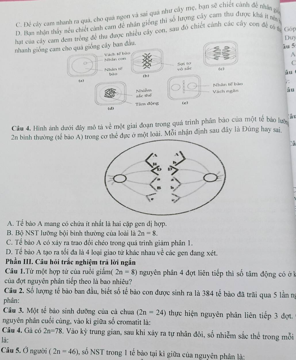 C. Đề cây cam nhanh ra quả, cho quả ngon và sai quả như cây mẹ, bạn sẽ chiết cảnh đế nhân giả
D. Bạn nhận thấy nếu chiết cành cam để nhân giống thì số lượng cây cam thu được khá ít nênh
hạt của cây cam đem trồng đề thu được nhiều cây con, sau đó chiết cảnh các cây con đề có th Góp
Duy
nhanh giống cam cho quả giống cây ban đầu.
âu 5:
Vách tế bào
A
Nhân con
Sợi tơ
C
Nhân tế vô sắc
âu
bào (b)
(a)
V:
Nhiễm Nhân tế bào
sắc thể Vách ngăn
âu
Tâm động (e)
(d)
lâu
Câu 4. Hình ảnh dưới đây mô tả về một giai đoạn trong quá trình phân bào của một tế bảo lường
2n bình thường (tế bào A) trog cơ thể đực ở một loài. Mỗi nhận định sau đây là Đúng hay sai.
A. Tế bào A mang có chứa ít nhất là hai cặp gen dị hợp.
B. Bộ NST lưỡng bội bình thường của loài là 2n=8.
C. Tế bào A có xảy ra trao đổi chéo trong quá trình giảm phân 1.
D. Tế bào A tạo ra tối đa là 4 loại giao tử khác nhau về các gen đang xét.
Phần III. Câu hỏi trắc nghiệm trả lời ngắn
Câu 1.Từ một hợp tử của ruồi giấm (2n=8) nguyên phân 4 đợt liên tiếp thì số tâm động có ở k
của đợt nguyên phân tiếp theo là bao nhiêu?
Câu 2. Số lượng tế bào ban đầu, biết số tế bào con được sinh ra là 384 tế bào đã trãi qua 5 lần ng
phân:
Câu 3. Một tế bào sinh dưỡng của cà chua (2n=24) thực hiện nguyên phân liên tiếp 3 đợt.
nguyên phân cuối cùng, vào kì giữa số cromatit là:
Câu 4. Gà có 2n=78. Vào kỳ trung gian, sau khi xảy ra tự nhân đôi, số nhiễm sắc thể trong mỗi
là:
Câu 5. Ở người (2n=46) , số NST trong 1 tế bào tại kì giữa của nguyên phân là: