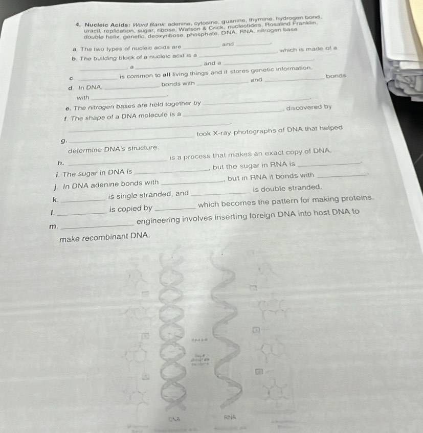 Nucleic Acids: Word Bank: adenine, cytosine, guanine, thymine, hydrogen bond. 
uracil, replication, sugar, ribose, Watson & Crick, nuclectides. Rosalind Franklin. 
double helix, genetic, deoxyribose, phosphate. DNA, RNA, nitrogen base 
a. The two types of nucleic acids are _and_ 
b. The building block of a nucleic acid is a _ which is made of a 
. a_ , and a 
_ 
C _is common to all living things and it stores genetic information. 
d In DNA. _bonds with _and _bonds 
with 
_ 
_ 
e. The nitrogen bases are held together by . 
_ 
f. The shape of a DNA molecule is a _, discovered by 
g. _took X -ray photographs of DNA that helped 
determine DNA's structure. 
h. _is a process that makes an exact copy of DNA. 
i. The sugar in DNA is _, but the sugar in RNA is_ 
. 
j. In DNA adenine bonds with _, but in RNA it bonds with_ 
. 
k. _is single stranded, and _is double stranded. 
1. 
is copied by _which becomes the pattern for making proteins. 
m._ _engineering involves inserting foreign DNA into host DNA to 
make recombinant DNA.