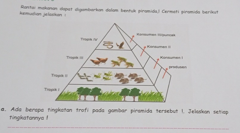 Rantai makanan dapat digambarkan dalam bentuk piramida,! Cermati piramida berikut 
kemudian jelaskan : 
a. Ada berapa tingkatan trofi pada gambar piramida tersebut !. Jelaskan setiap 
tingkatannya ! 
_