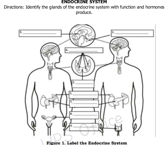 ENDOCRINE SYSTEM 
Directions: Identify the glands of the endocrine system with function and hormones 
produce. 
Figure 1. Label the Endocrine System